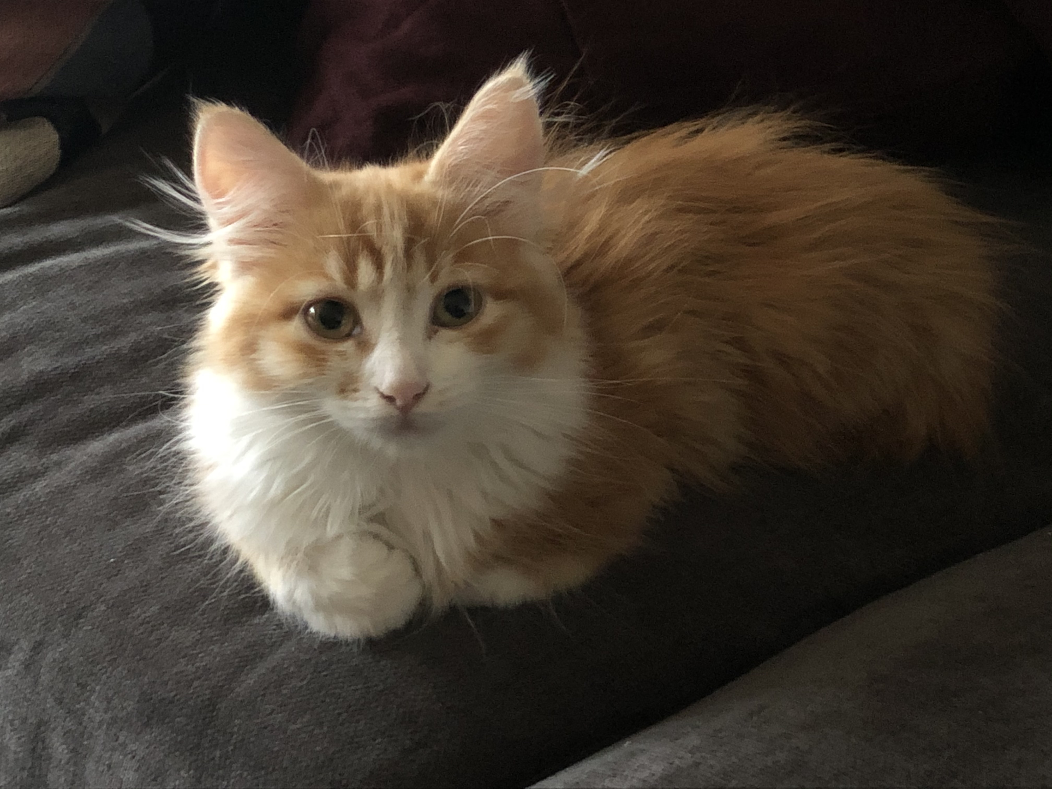 sibirisk katt Vivaldi