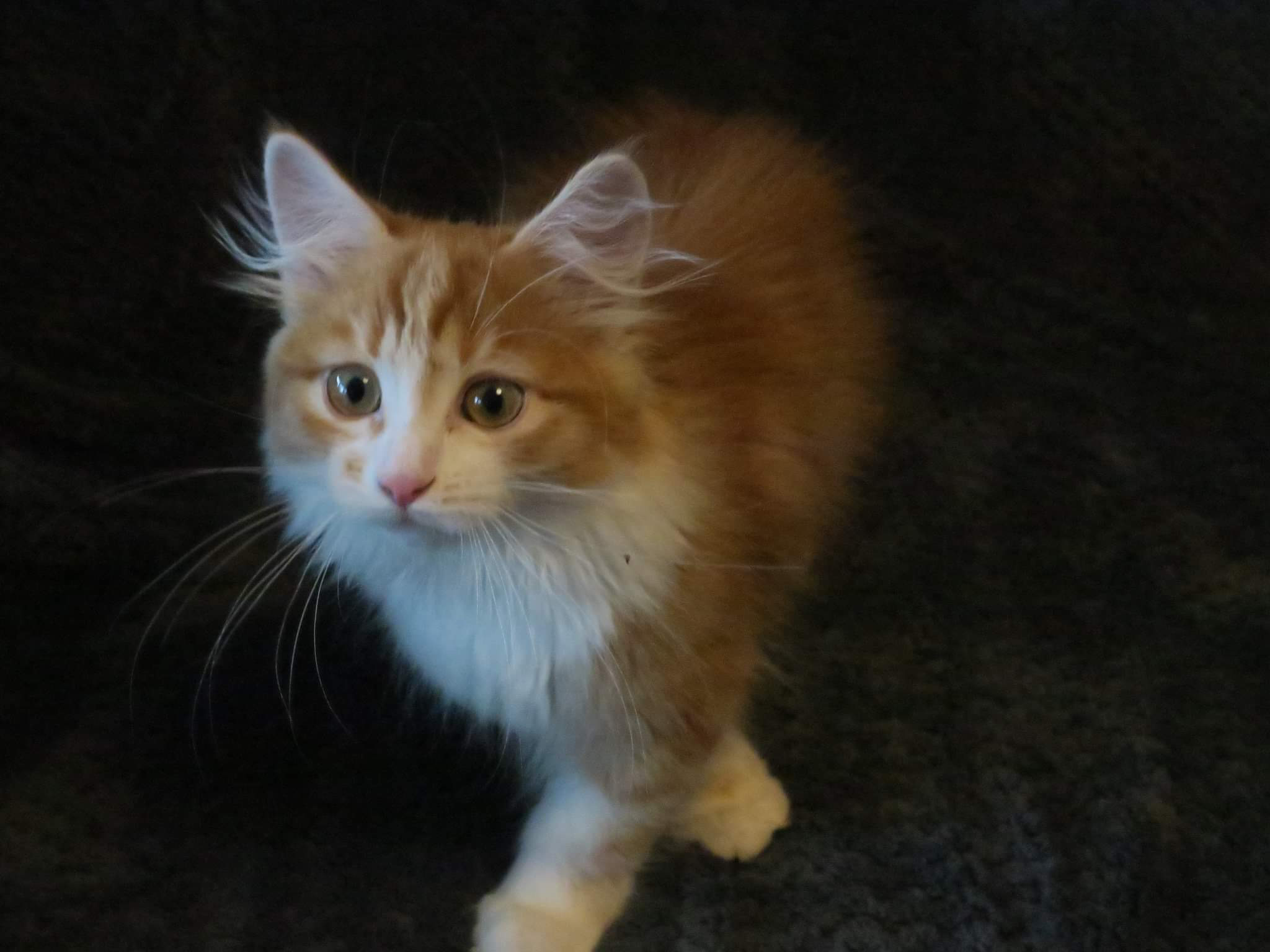 Sibirisk katt Vivaldi