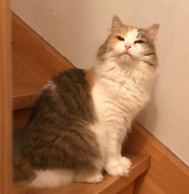 sibirisk katt Colbie