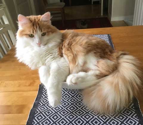 sibirisk katt Triton