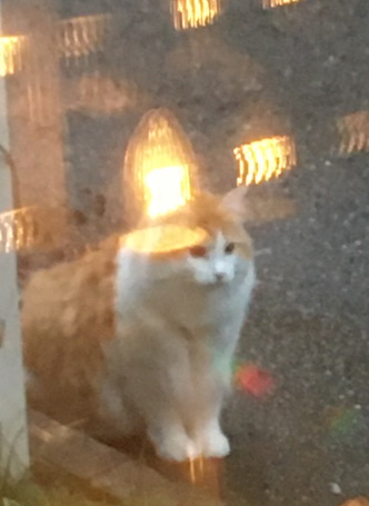 sibirisk katt Triton