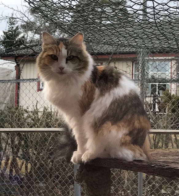 sibirisk katt Colbie