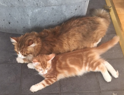 sibirisk katt Io Quito