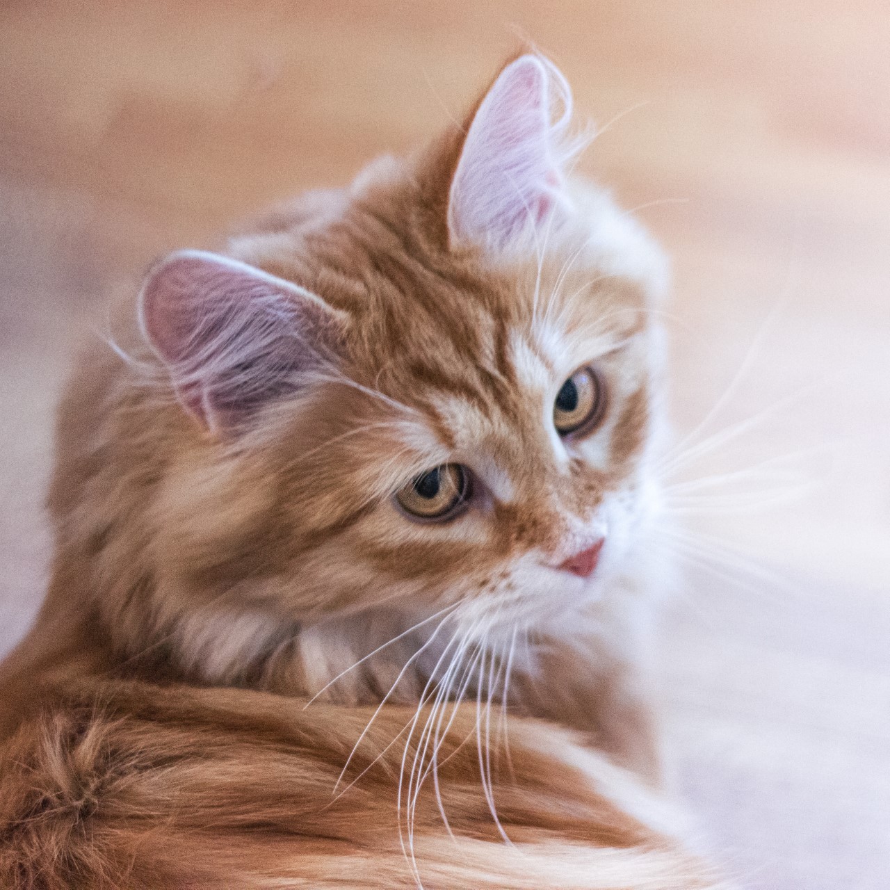 sibirisk kattunge Yazhi