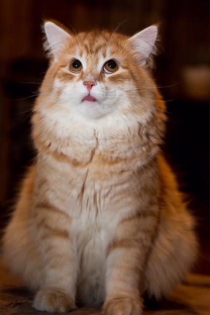 Sibirisk katt Mir