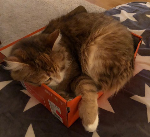 sibirisk katt Miranda