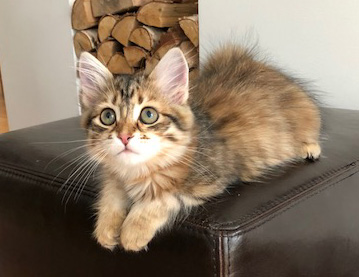 sibirisk katt Rana