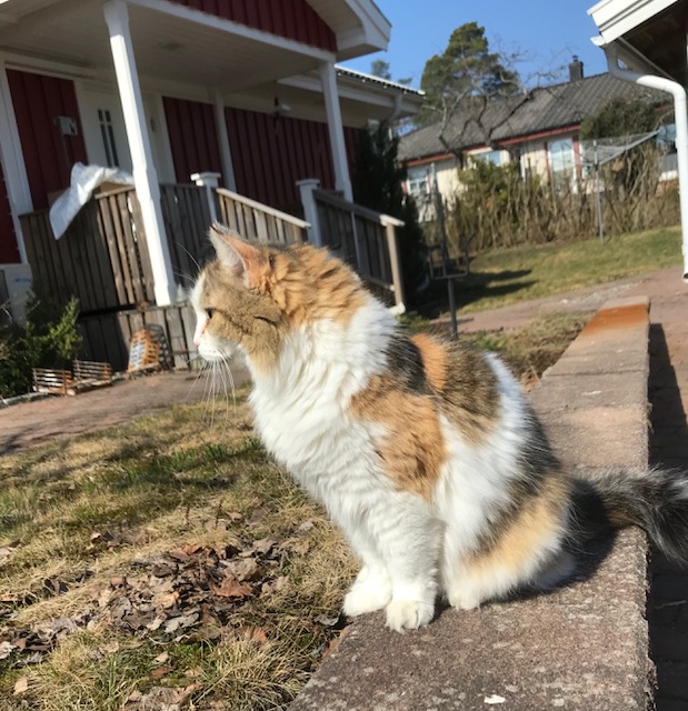 sibirisk katt Colbie