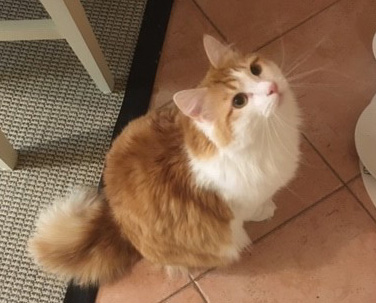sibirisk katt Triton