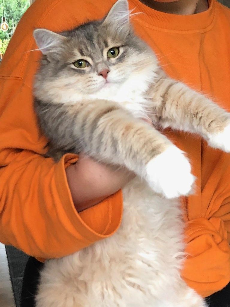 sibirisk katt Ziggy