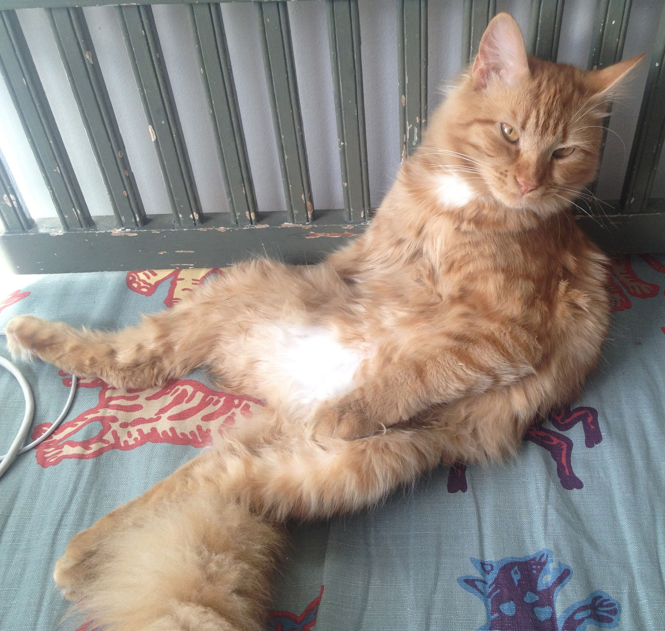 sibirisk katt Kale