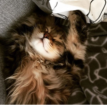 sibirisk katt Olga