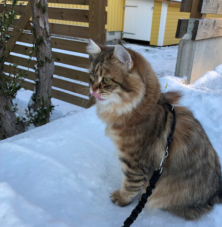 sibirisk katt Rana