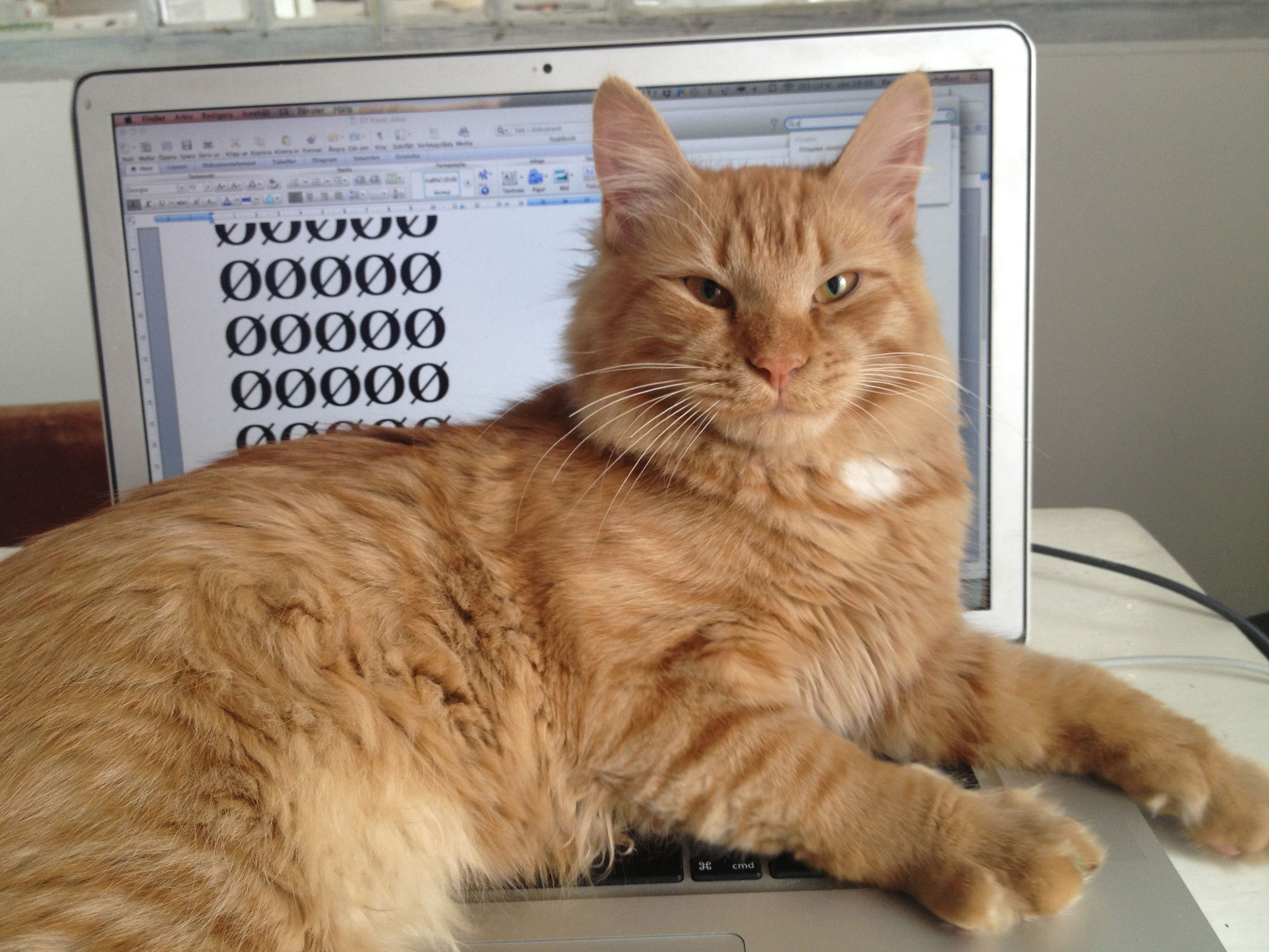 sibirisk katt Kosmos