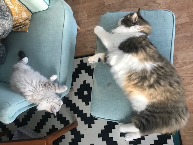 Sibirisk katt Siri o Hubble