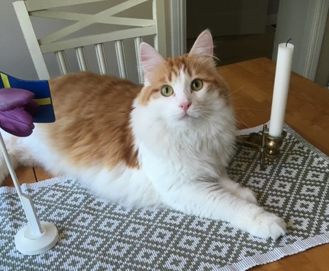 sibirisk katt Triton