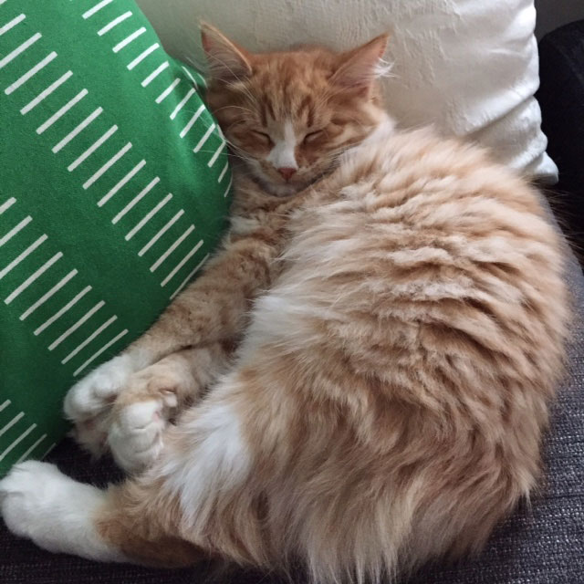 sibirisk katt Zeta