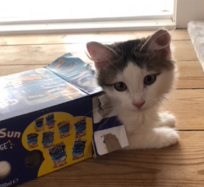 sibirisk katt Polaris
