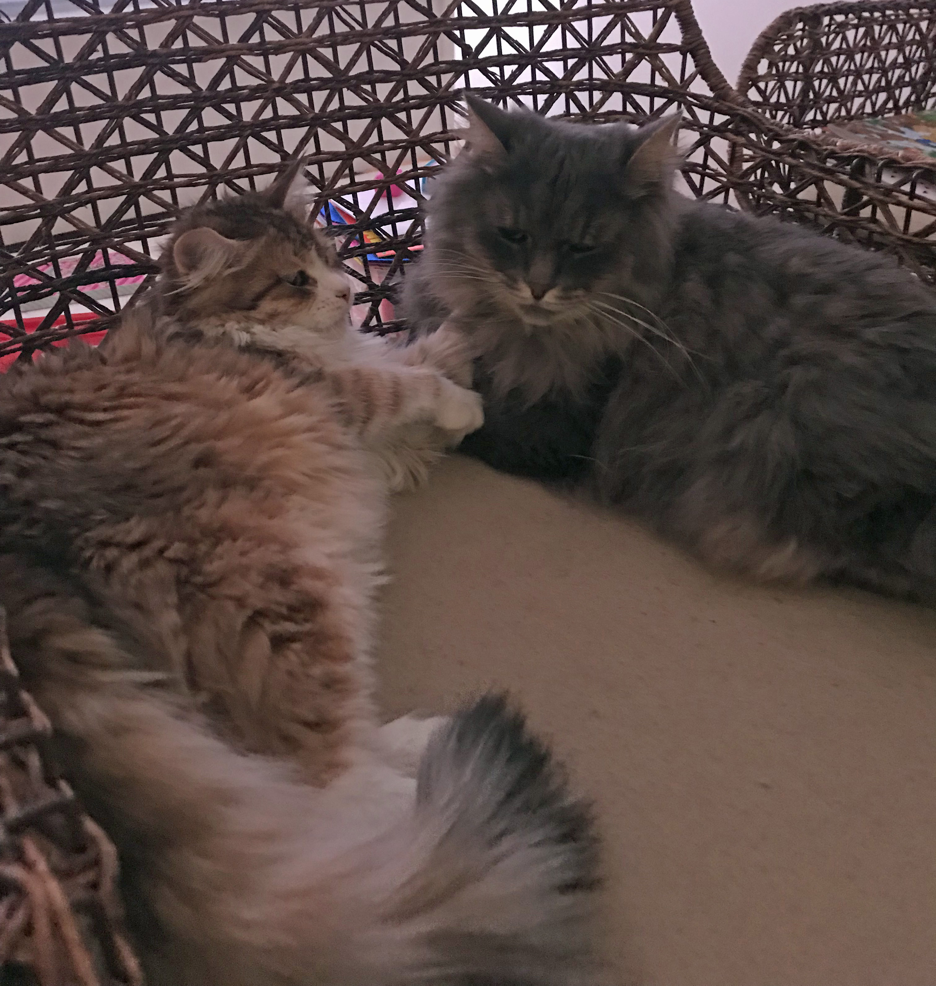 sibirisk katt Baloo