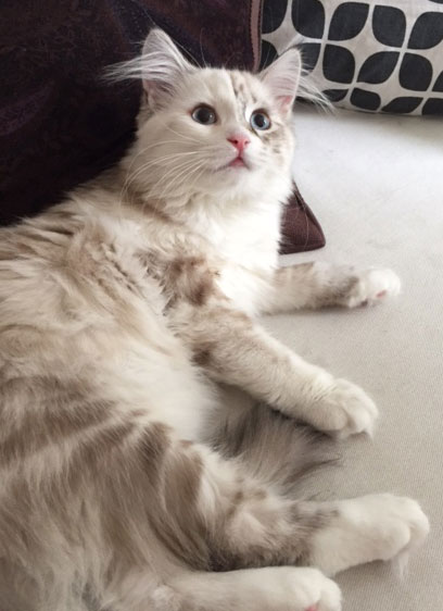 sibirisk katt Frieda
