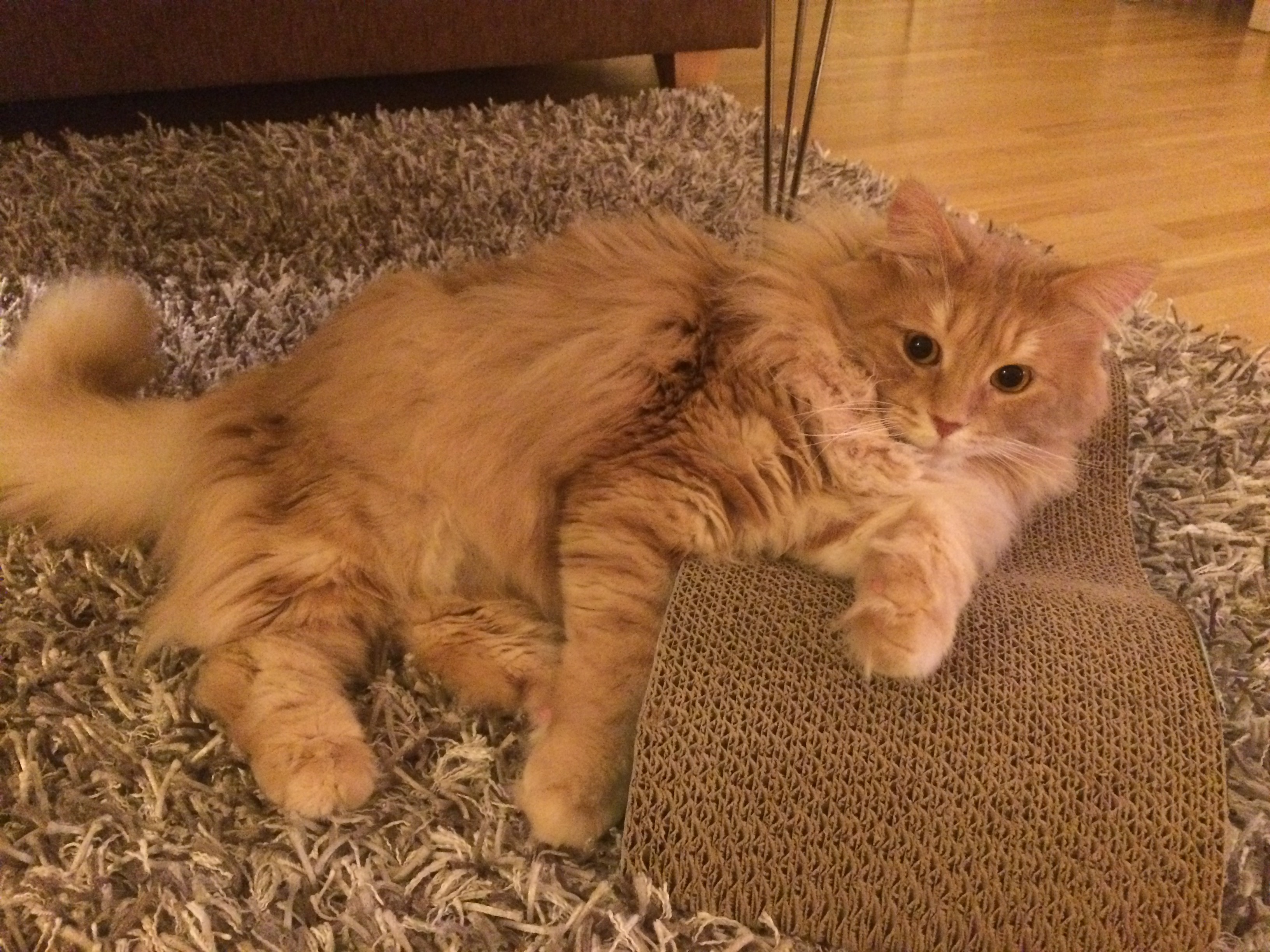 sibirisk katt Remus