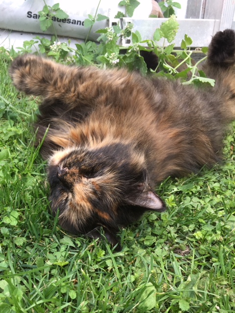 sibirisk katt Kathleen
