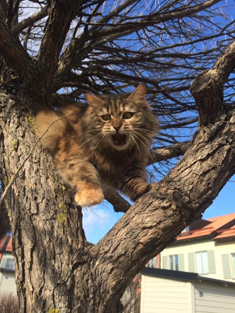 sibirisk katt Galaxy