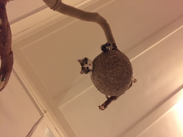sibirisk katt Thalassa