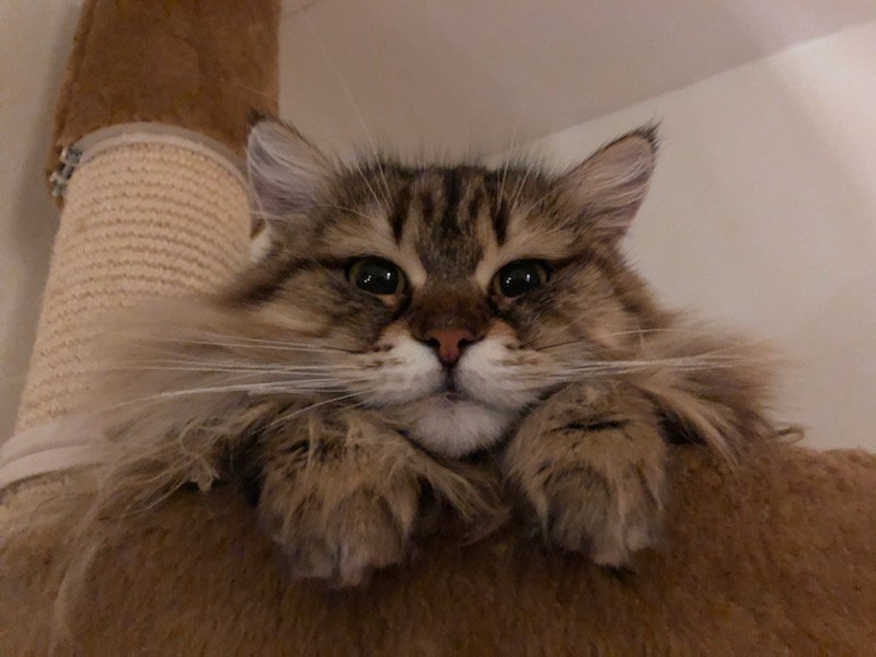 sibirisk katt Styx