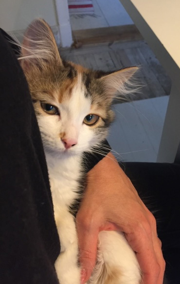sibirisk katt Thalassa
