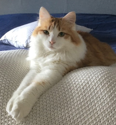 sibirisk katt Triton