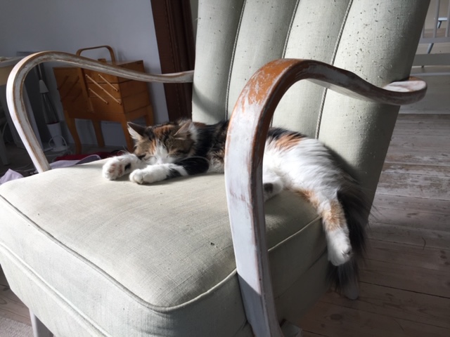 sibirisk katt Thalassa