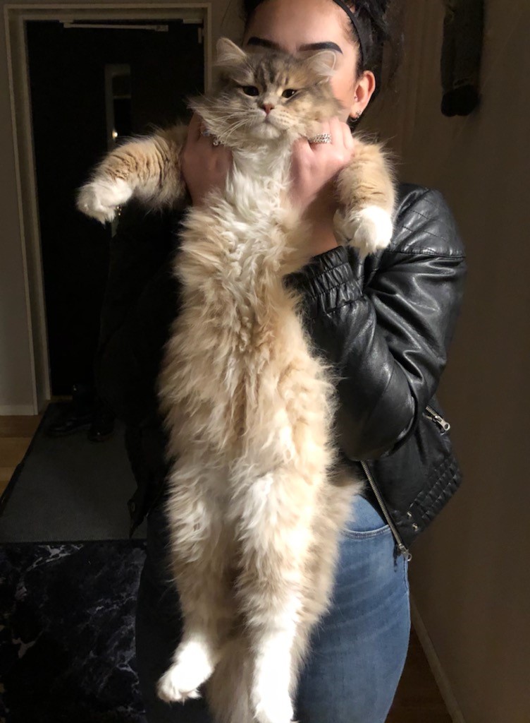 sibirisk katt Ziggy