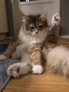 Sibirisk katt Ziggy