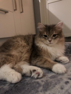 sibirisk katt Ziggy