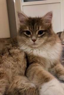 Sibirisk katt Ziggy