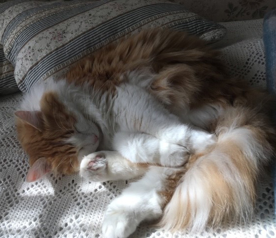 Sibirisk katt Triton