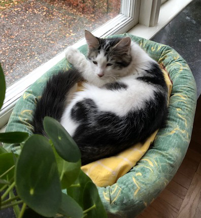 Sibirisk kattunge Velimir