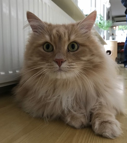 sibirisk katt Fornax