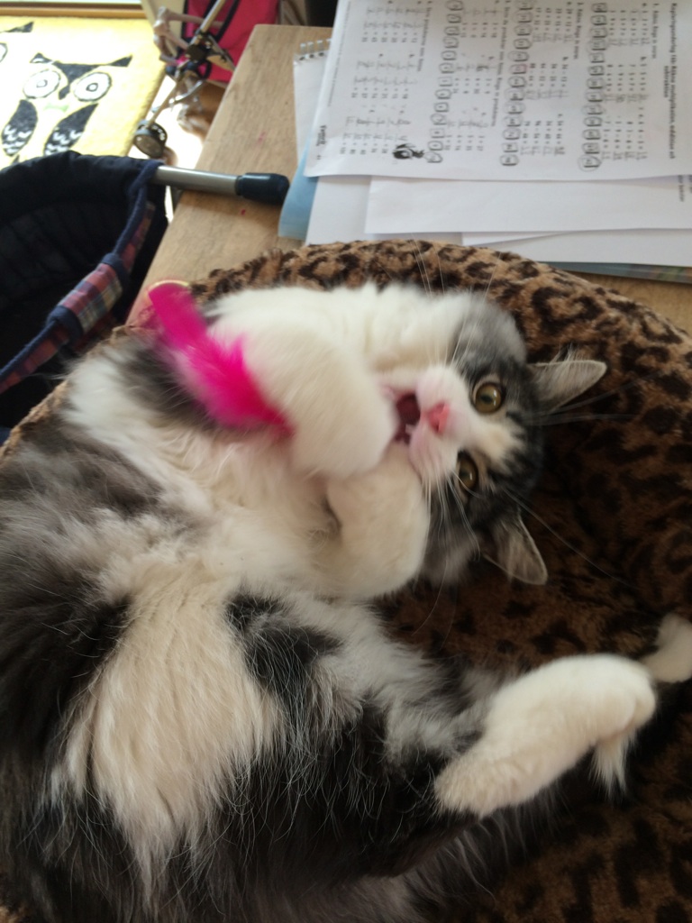sibirisk katt Apollo