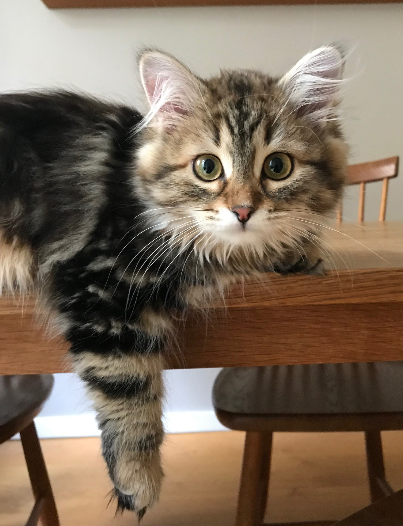 Sibirisk katt Sicilia