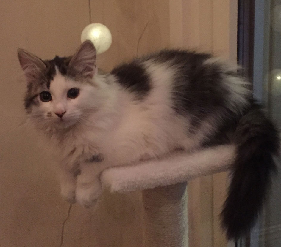 sibirisk kattunge Baker