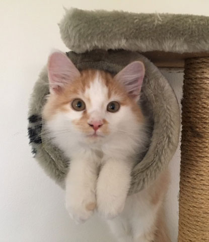 sibirisk kattunge Zack