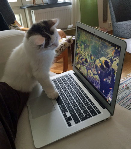 sibirisk kattunge Castor