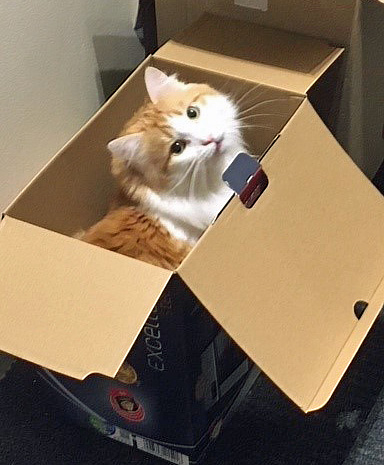 sibirisk katt Triton