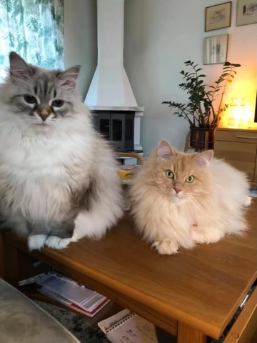 Sibirisk katt Fornax