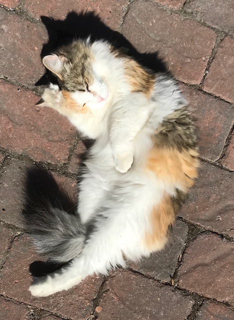sibirisk katt Colbie