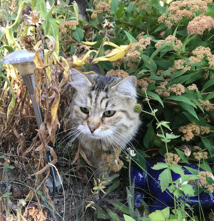 sibirisk katt Gabbie
