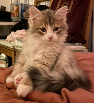 Sibirisk katt Fantasia