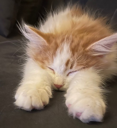 Sibirisk katt Elvis